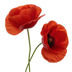 Naklejka premium Red Poppies Flowers Image
