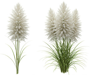 Ornamental Pampas Grass Plants Single and Clustered Varieties