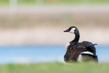 Close up view of Canadian goose bird by the lake shore.