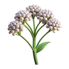 Obraz premium Yarrow 3D rendered flower gracefully isolated on a white background with soft clusters and intricate textures 