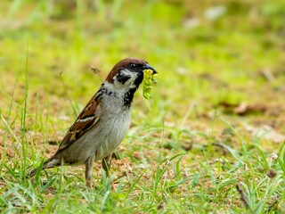 野原に降りて食べ物を見つけたスズメのクローズアップ。青虫をくわえている様子。
