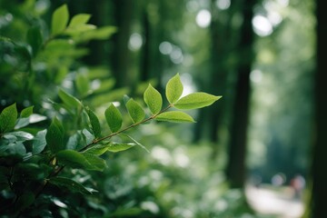 serene photograph featuring green foliage and towering trees with blurred figures in background