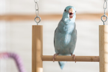 Little Blue Forpus parrot chirping with open beak on a perch in birdcage,cute small forpus parrot,tiny bird calling while perched on wooden swing,vocal bird,emotional bird,cheerful pet,animal at home