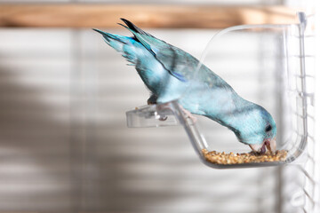 Blue Forpus parrot eating mixed seeds from transparent feeder inside a home birdcage,cute little...