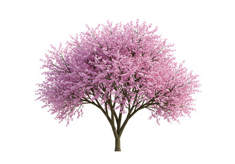 Obraz premium Pink-Blossomed Tree Isolated on White Background