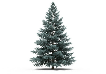 Majestic evergreen conifer tree isolated on white background