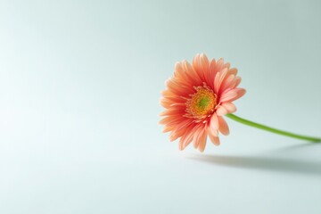 single minimalistic flower centerpiece on light background showcases elegance and simplicity