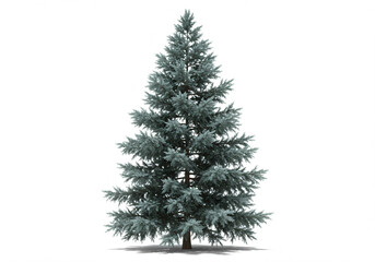 Majestic Silver Spruce Tree Isolated on White