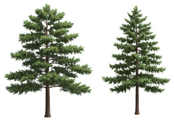 Obraz premium Two Evergreen Trees Isolated on White Background