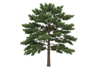 Isolated Evergreen Pine Tree With Lush Green Foliage
