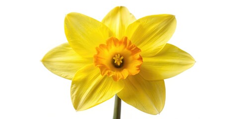 Macro Photography Yellow Daffodil PNG, Spring Flower Closeup,  Botanical Image, High Resolution Daffodil Bloom