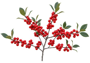 Vibrant red berries adorn winter's green branches