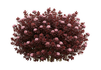 Fototapeta premium Crimson-Leaved Shrub Abundantly Blooming with Delicate Pink Flowers