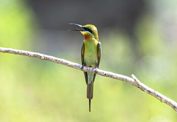  Merops philippinus A graceful bird found in open areas, it is often seen flying in search of food or perched on dry branches and power lines. Adults have a green overall body, a blue tail, 