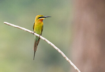  Merops philippinus A graceful bird found in open areas, it is often seen flying in search of food or perched on dry branches and power lines. Adults have a green overall body, a blue tail, 