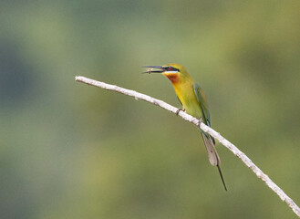  Merops philippinus A graceful bird found in open areas, it is often seen flying in search of food or perched on dry branches and power lines. Adults have a green overall body, a blue tail, 