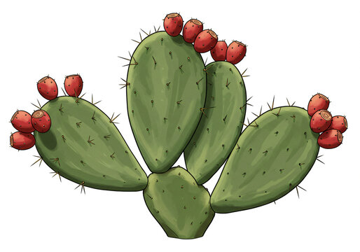 Prickly Pear Cactus with Abundant Ripe Fruit Clusters