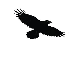 Obraz premium Crow flying silhouette. This image shows a black crow in flight with wings spread wide, depicted as a silhouette. Vector clipart illustration design.