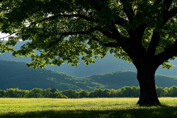 Fototapeta premium large tree stands prominently in foreground, its lush green leaves contrasting beautifully with rolling mountains in background. serene landscape evokes sense of peace and tranquility