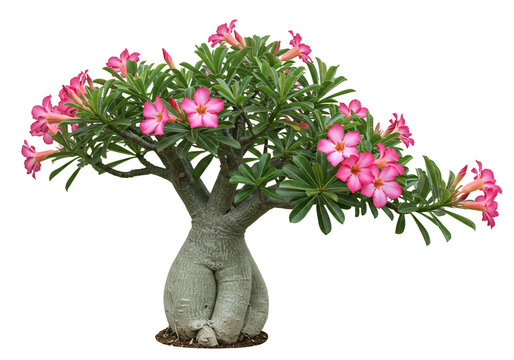 Adenium obesum bonsai with vibrant pink blossoms