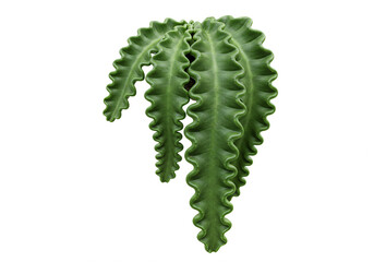 Deep Green Wavy-Leafed Plant Isolated on White Background