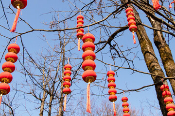 View from below Lamp or entrance paper Lantern red small hanging from many branches. Chinese paper...