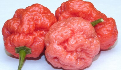 Three vibrant pink peppers with bumpy texture