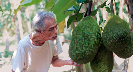 Elderly Asian farmer tends jackfruit in his orchard.