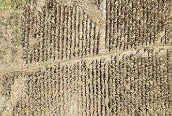Flash flood destroys corn and vegetable crop in Southeast asia.