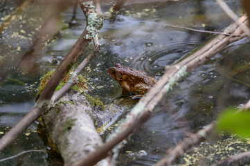 An American Toad at Fort Mountain State Park, near Chatsworth, Georgia.