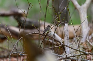 An Eastern Phoebe at Fort Mountain State Park, near Chatsworth, Georgia.