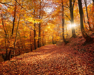  forest trail covered in autumn leaves, golden season beauty