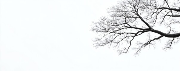 Fototapeta premium Bare tree branches against a white sky.
