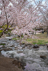 pink cherry blossoms in full bloom, their branches reaching out over a gentle stream dotted with floating petals. Maruyama Park, Kyoto.