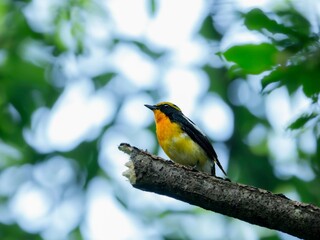 森の暗い木陰で周りを見渡しているキビタキ