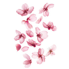 Fototapeta premium A digital design featuring a cluster of pink cherry blossoms against a backdrop of overlapping abstract geometric shapes and lines in various muted colors.