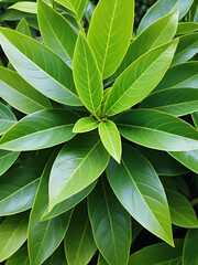 Obraz premium The variegated leaves of laurel aucuba in a Japanese garden. Green background of plant