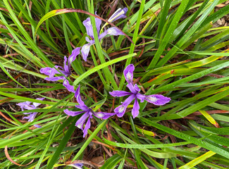 Iris douglasiana, Douglas iris, Pacific Coast Iris