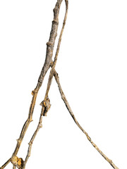 dry tree branch isolated on white background