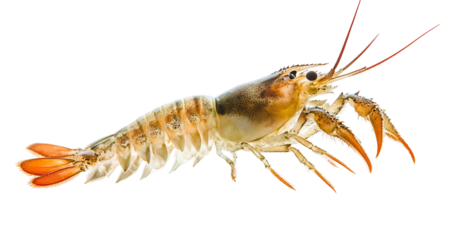 Detailed Crayfish Illustration