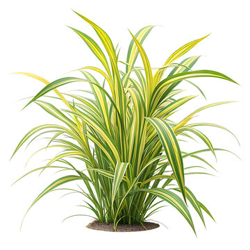 Isolated gold edge duranta plant on soil against a black background