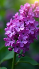 Obraz premium Vibrant lilac bouquet, lush spring scene, close-up view, garden, closeup, bloom