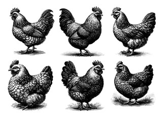 Fototapeta premium Set of vintage black and white ink illustrations of chickens, including hens, roosters, and chicks, isolated on white background in rustic countryside sketch style.