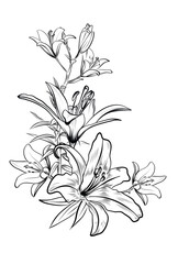 Hand drawn lily flower bouquet coloring page black and white isolated vector