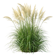 Pampas grass isolated lush green foliage and silky plumes against black background