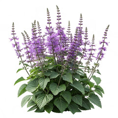 Anise hyssop agastache plant featuring upright lavender flower spikes and green foliage