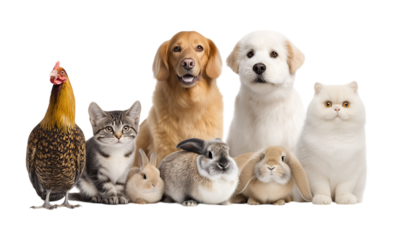 A group of different types of animals and pets sitting together on a transparent background