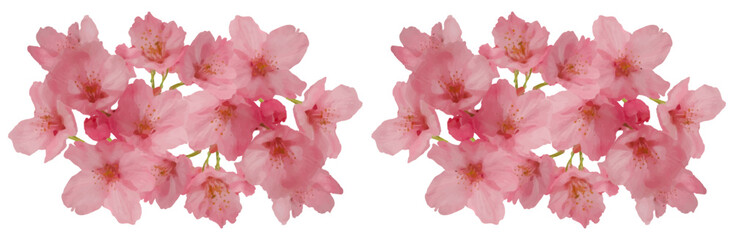 pink cherry blossom flower blooming