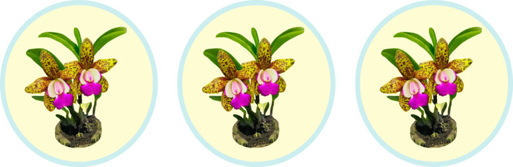 orchid plant stalk roots and leaf