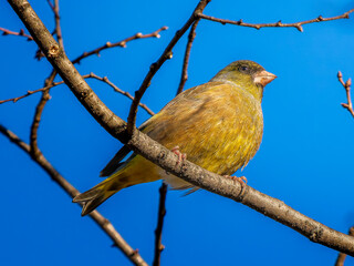 枝にとまるカワラヒワ